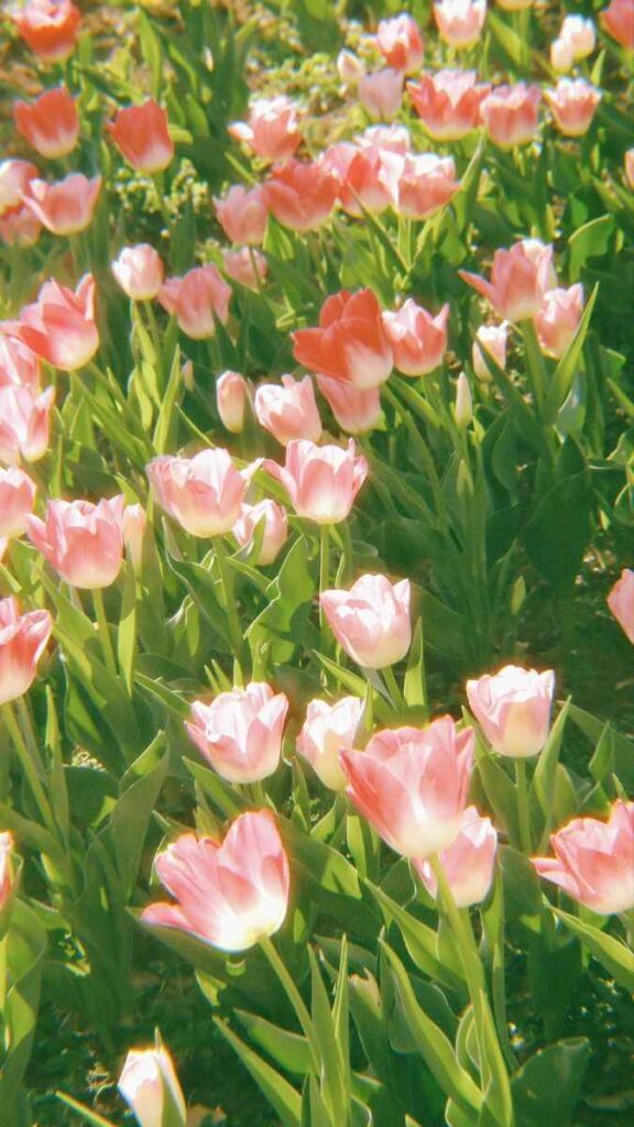 388+ Hình Nền Hoa Tulip Chill Lãng Mạn Cho Người Yêu Hoa