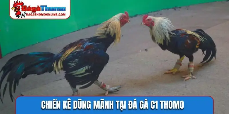 Đá gà C1 Thomo – Sân chơi đỉnh cao của những chiến kê thực thụ