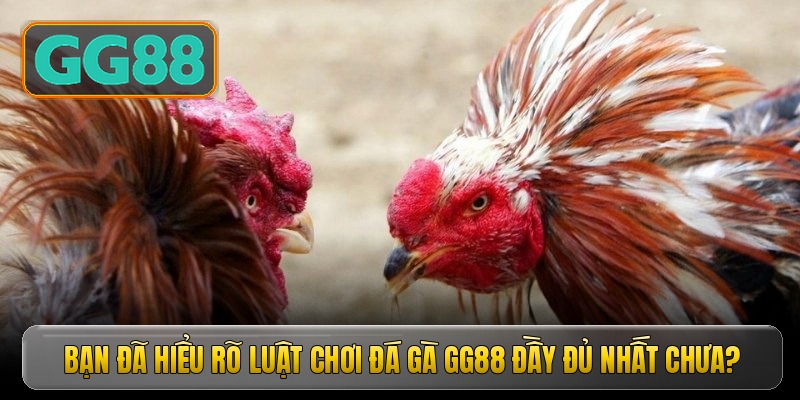 Bạn đã hiểu rõ luật chơi đá gà GG88 đầy đủ nhất chưa?