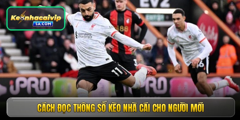 Cách đọc thông số kèo nhà cái cho người mới