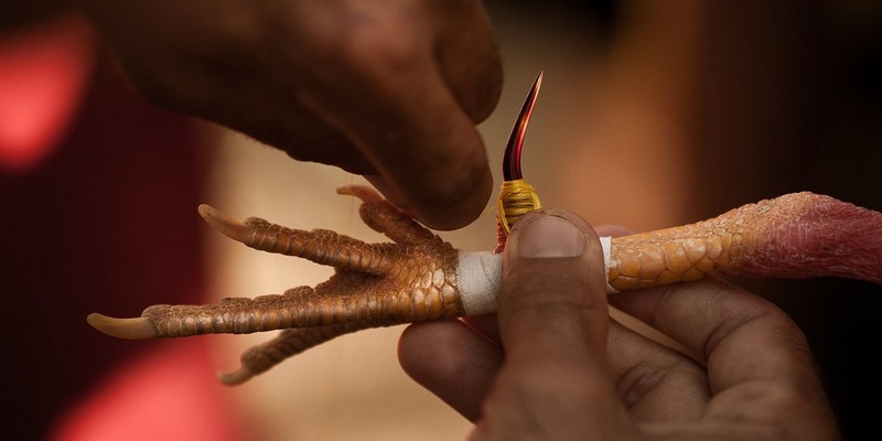 Đá gà cựa sắt – Tốc độ và sự kịch tính hòa hợp