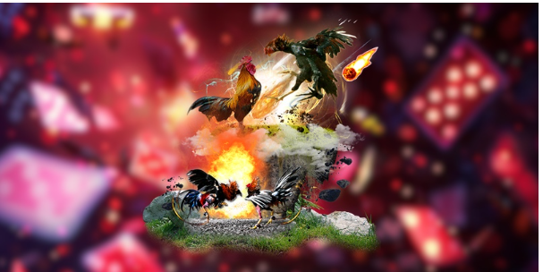 Các yếu tố quan trọng khi quan sát chiến kê