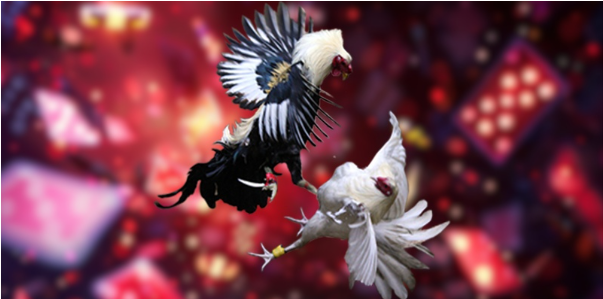 Đá gà Go88 và sức hút từ những màn so tài chiến kê