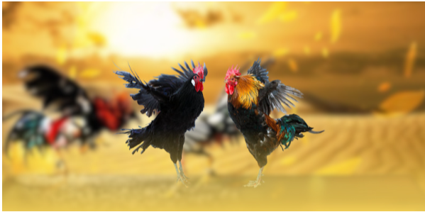 Trải nghiệm hình ảnh và giao diện – hiển thị sắc nét, thao tác mượt và dễ tiếp cận