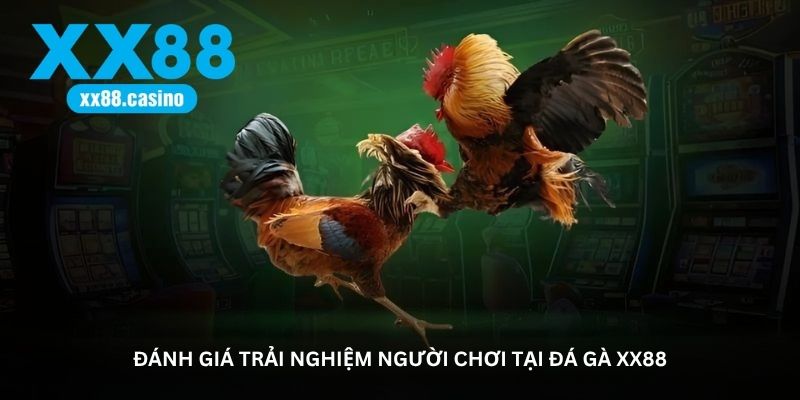Đánh giá trải nghiệm người chơi tại Đá Gà XX88