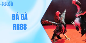 Hệ thống trận đấu đa dạng – Nhiều đấu trường, nhiều phong cách thi đấu