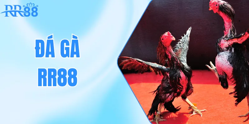 Hệ thống trận đấu đa dạng – Nhiều đấu trường, nhiều phong cách thi đấu