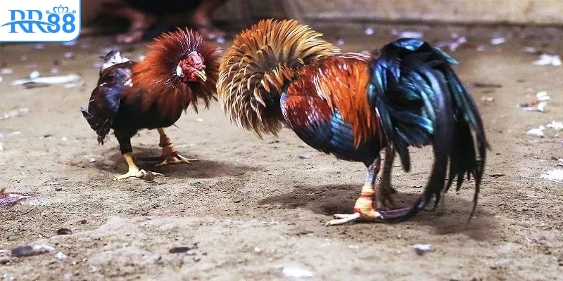 Kinh nghiệm theo dõi trận đấu – Quan sát chiến kê và đọc diễn biến