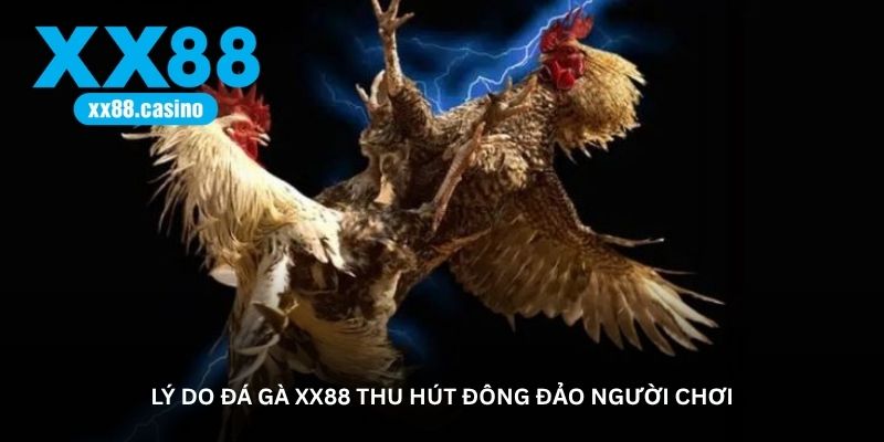 Lý do Đá Gà XX88 thu hút đông đảo người chơi