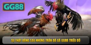 Sự thật đằng sau những trận đá gà GG88 triệu đô