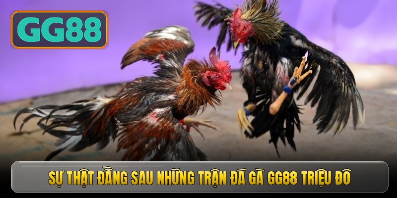 Sự thật đằng sau những trận đá gà GG88 triệu đô