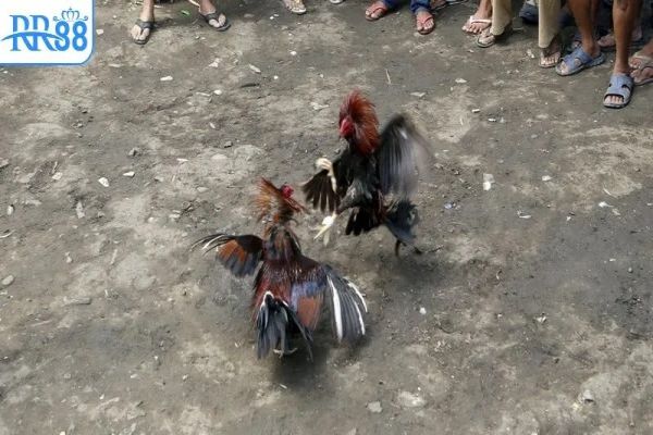 Trải nghiệm theo dõi chân thực – Hình ảnh rõ nét, diễn biến sống động