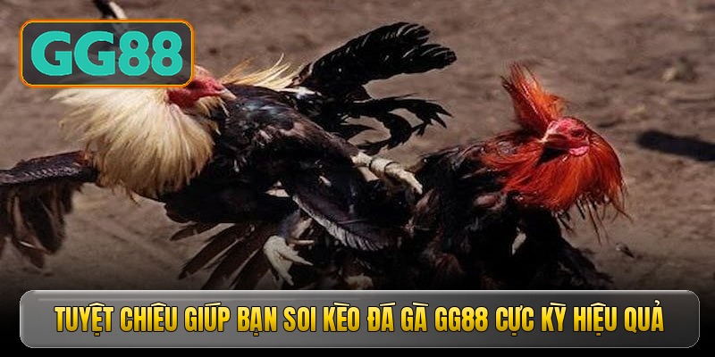 Tuyệt chiêu giúp bạn soi kèo đá gà GG88 cực kỳ hiệu quả