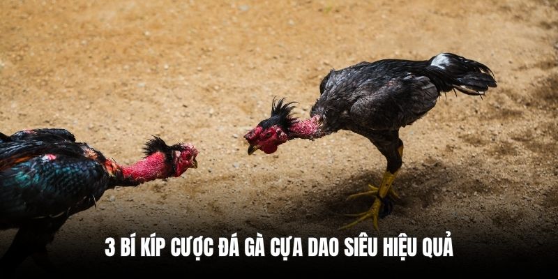 3 bí kíp cược đá gà cựa dao siêu hiệu quả