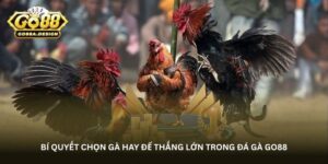 Bí quyết chọn gà hay để thắng lớn trong đá gà Go88