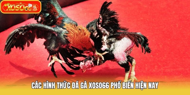 Các hình thức đá gà Xoso66 phổ biến hiện nay