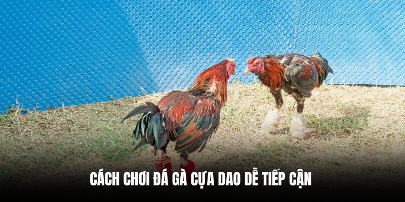 Cách chơi đá gà cựa dao dễ tiếp cận