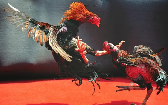 Chiến thuật theo dõi đá gà hiệu quả – Quan sát kỹ, đánh giá và giữ nhịp hợp lý