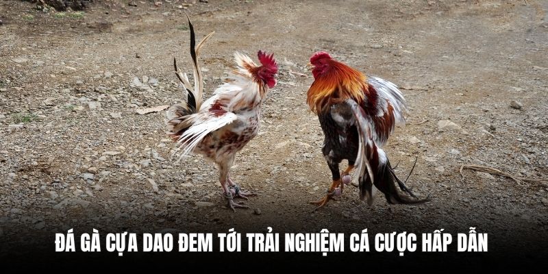 Đá gà cựa dao đem tới trải nghiệm cá cược hấp dẫn