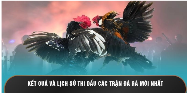Kết quả và lịch sử thi đấu các trận đá gà mới nhất