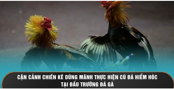 Cận cảnh chiến kê dũng mãnh thực hiện cú đá hiểm hóc tại đấu trường đá gà 