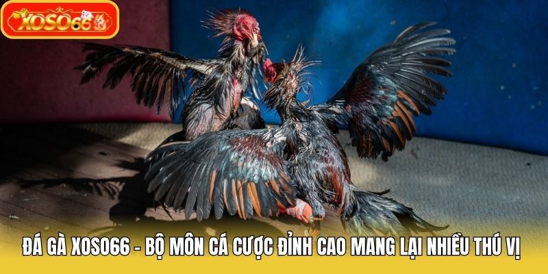 Kinh nghiệm đặt cược đá gà Xoso66 thắng lớn từ cao thủ