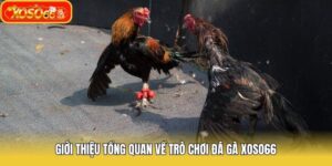 Giới thiệu tổng quan về trò chơi đá gà Xoso66