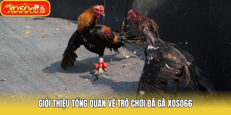 Giới thiệu tổng quan về trò chơi đá gà Xoso66