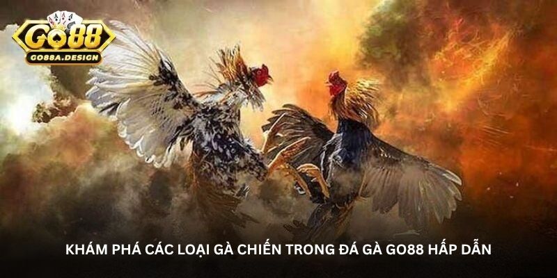 Khám phá các loại gà chiến trong đá gà Go88 hấp dẫn