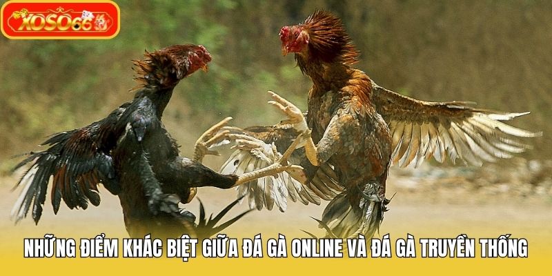 Những điểm khác biệt giữa đá gà online và đá gà truyền thống