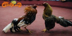 Đá gà 88m kết nối với các trường gà hợp pháp