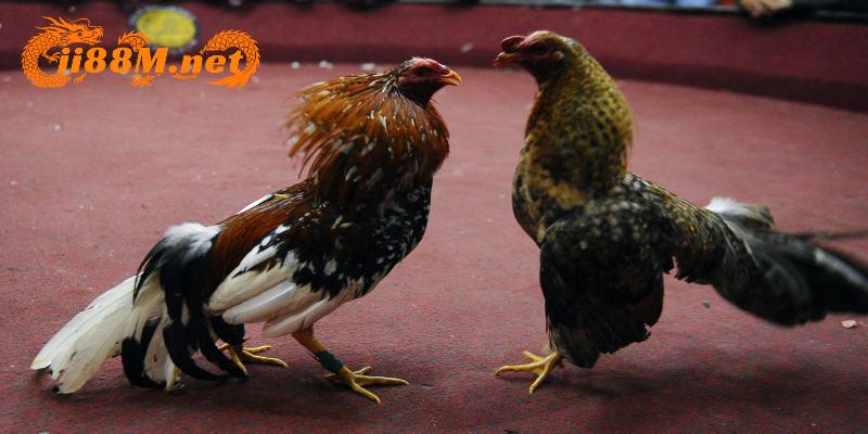 Đá gà 88m kết nối với các trường gà hợp pháp