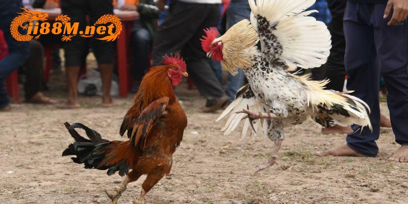 Các trận đấu tiến hành đúng quy chuẩn quốc tế