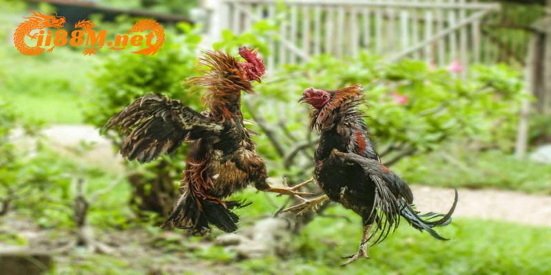 Phát sóng đá gà đảm bảo tiêu chuẩn sắc nét