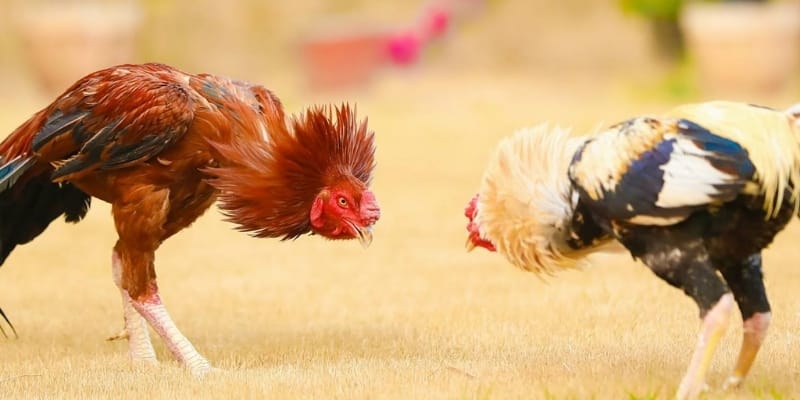 Nhiều hình thức chiến kê thu hút cộng đồng giải trí