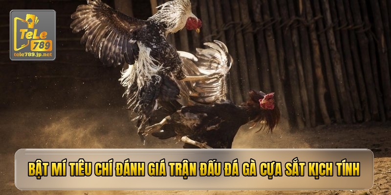 Bật mí tiêu chí đánh giá trận đấu đá gà cựa sắt kịch tính