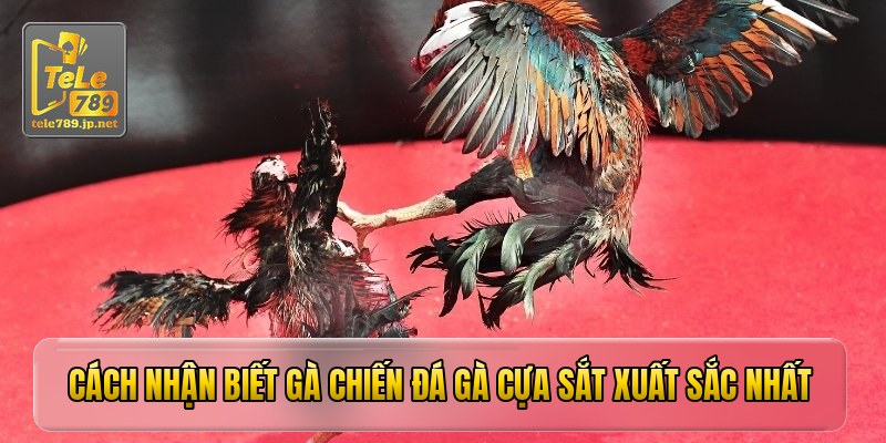 Cách nhận biết gà chiến đá gà cựa sắt xuất sắc nhất
