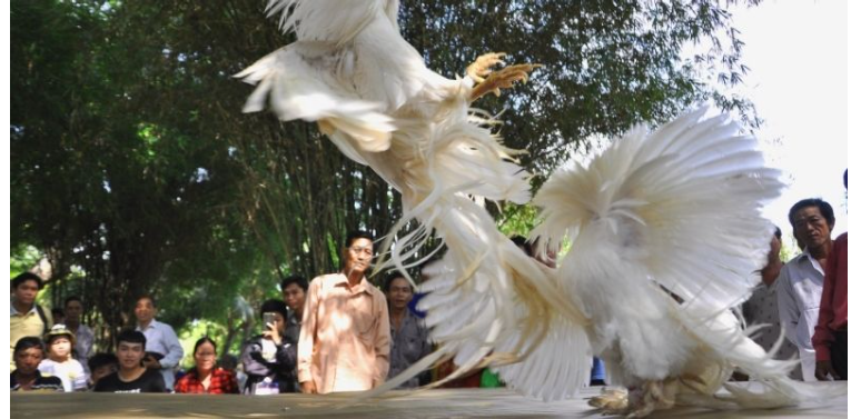 Top loại hình thi đấu đá gà Bet88 đáng xem nhất