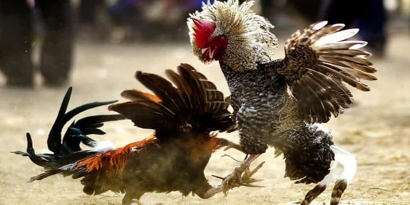Kinh Nghiệm Soi Kèo Đá Gà Cựa Sắt Alo88 Dễ Thắng Từ Cao Thủ