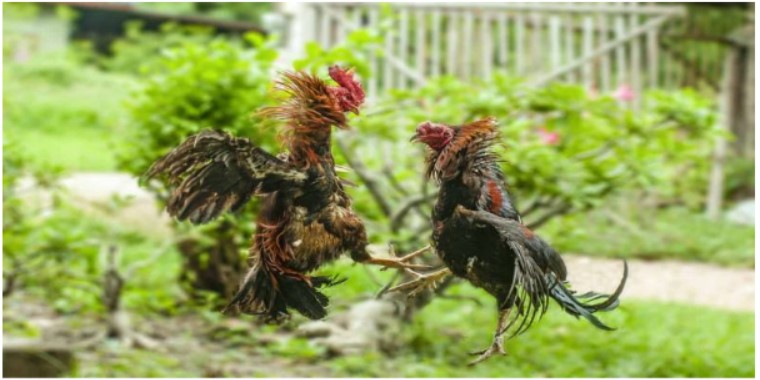 Nắm bắt luật chơi cơ bản đá gà Malaysia