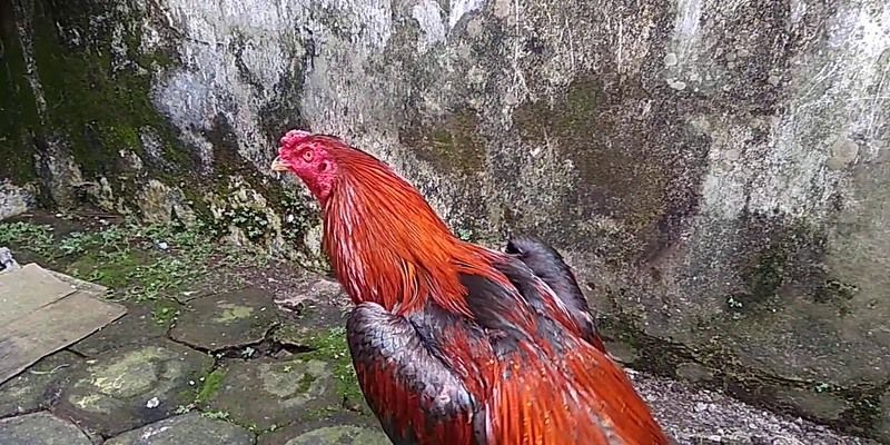 Phải có tài khoản nhà cái để tham gia chơi đá gà an toàn