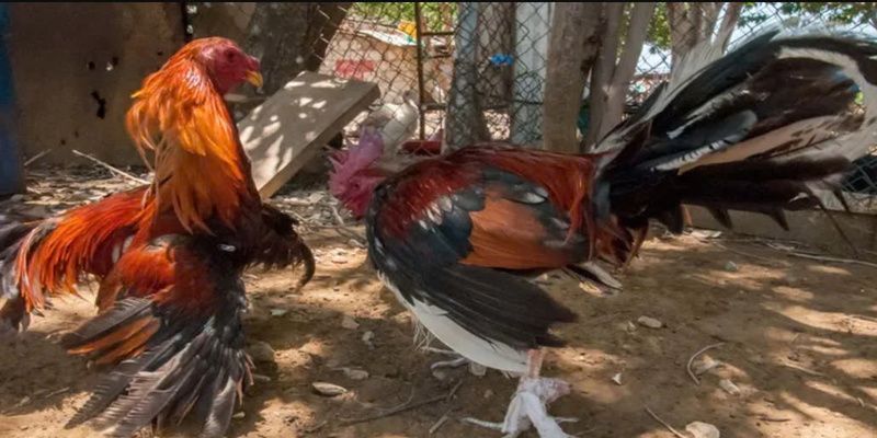 Ug88 là nhà cái được đánh giá cung cấp cược đá gà hoàn hảo