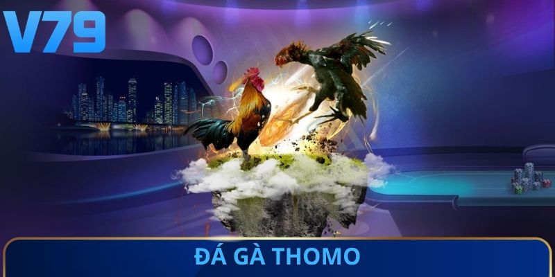 Đá gà Thomo V79 có những đặc điểm dễ nhận biết