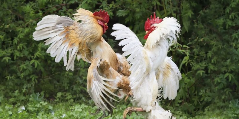 Lý do sảnh đá gà thu hút người chơi